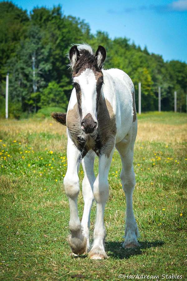 conformation-drum-horse
