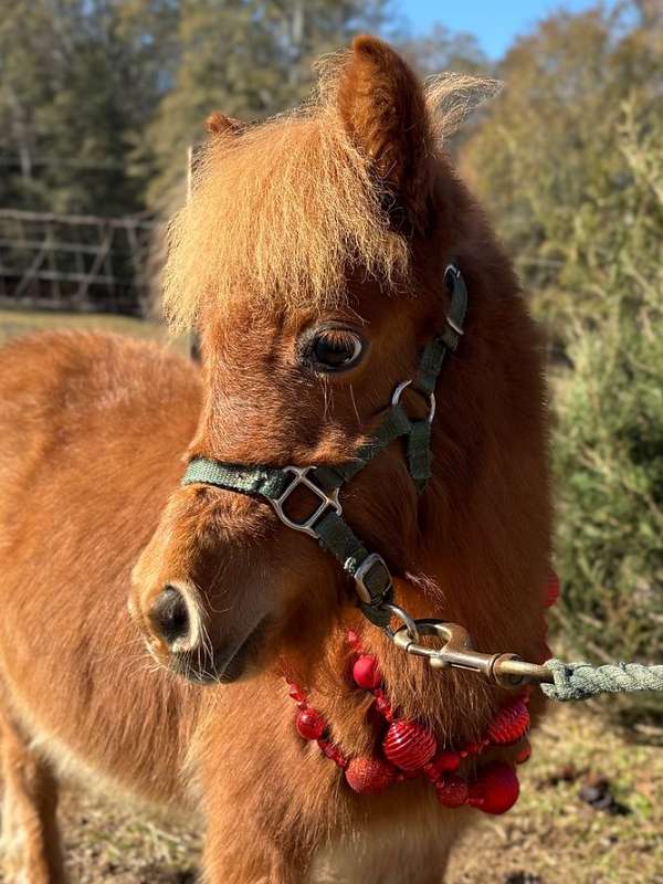 chestnut-shetland-pony-filly