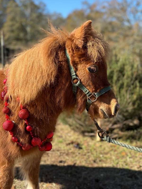 chestnut-companion-flashy-horse