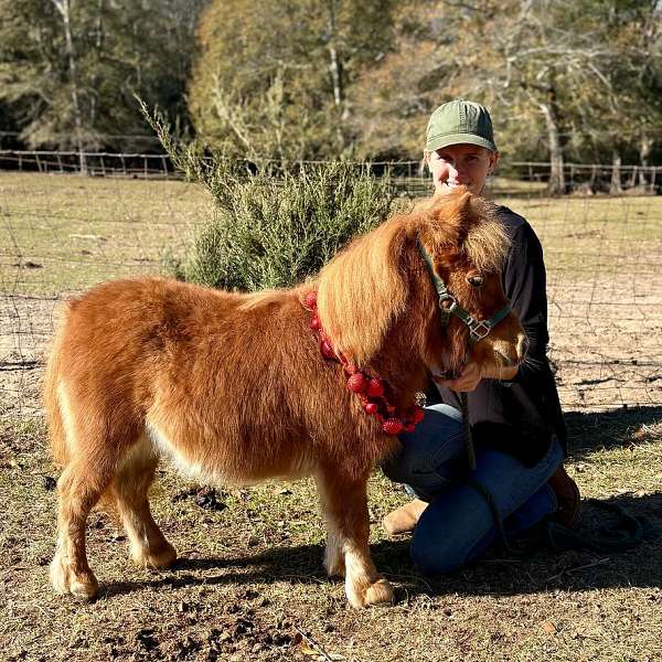 companion-flashy-shetland-pony