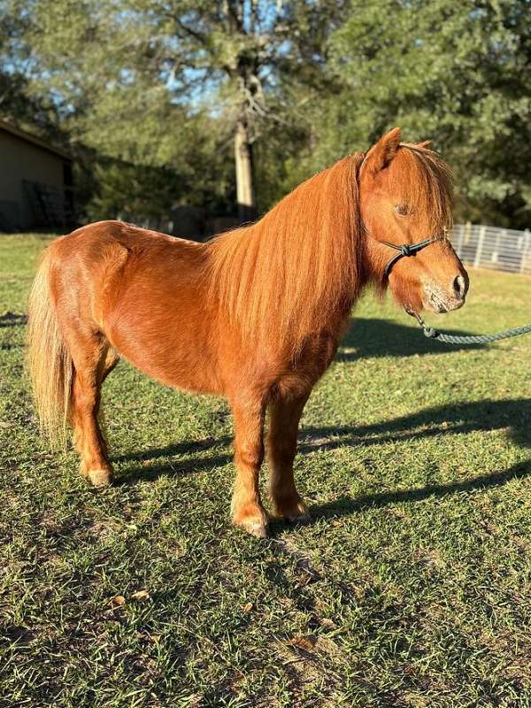 beginner-shetland-pony