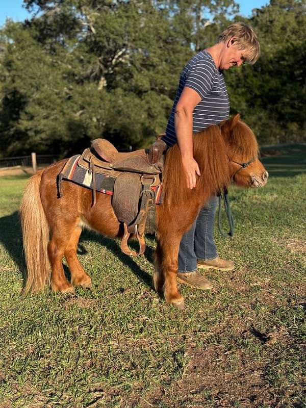 driving-shetland-pony