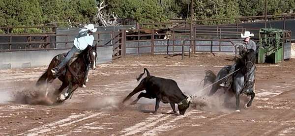 none-horse
