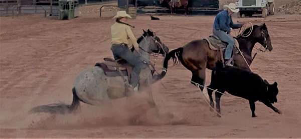 blue-roan-none-horse