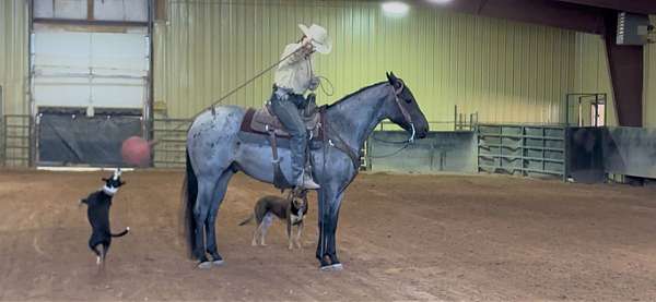 anything-quarter-horse
