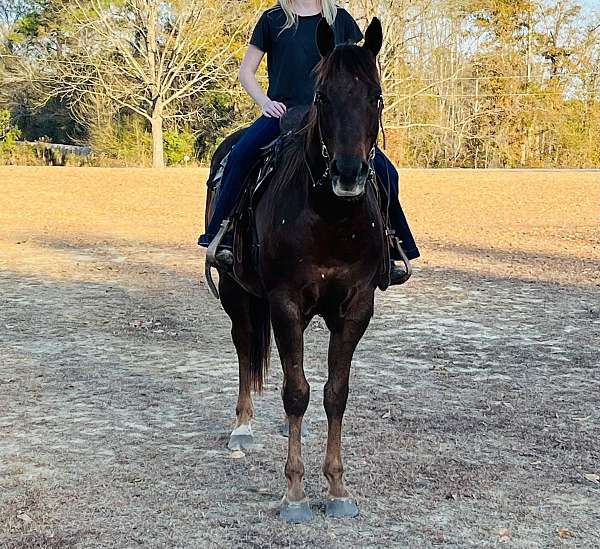 all-around-quarter-horse