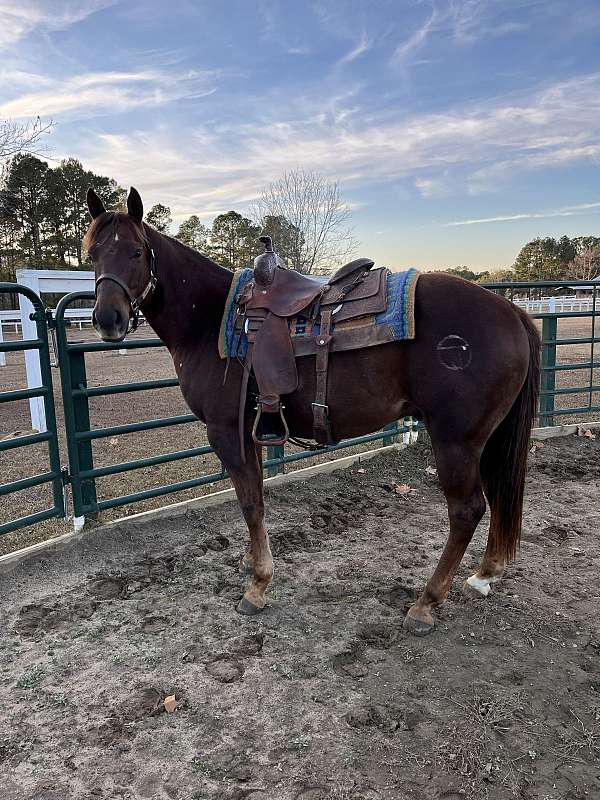 athletic-quarter-horse