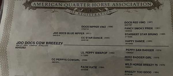 barrel-quarter-horse
