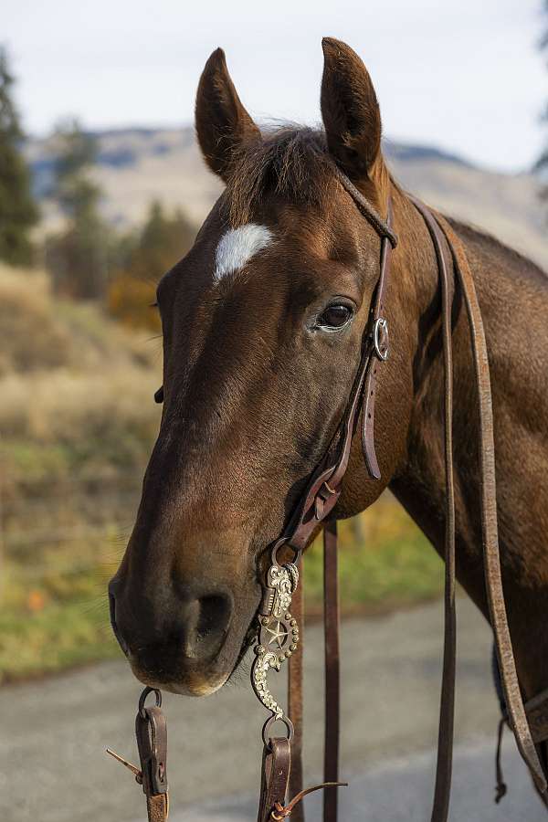 quarter-horse-gelding