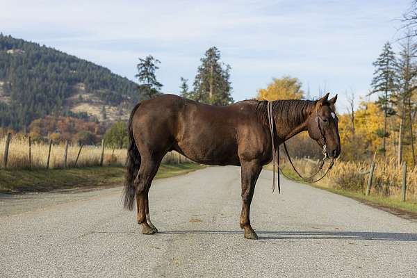 quarter-horse-for-sale