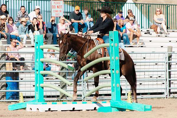 quarter-horse