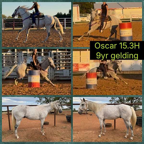 athletic-quarter-horse