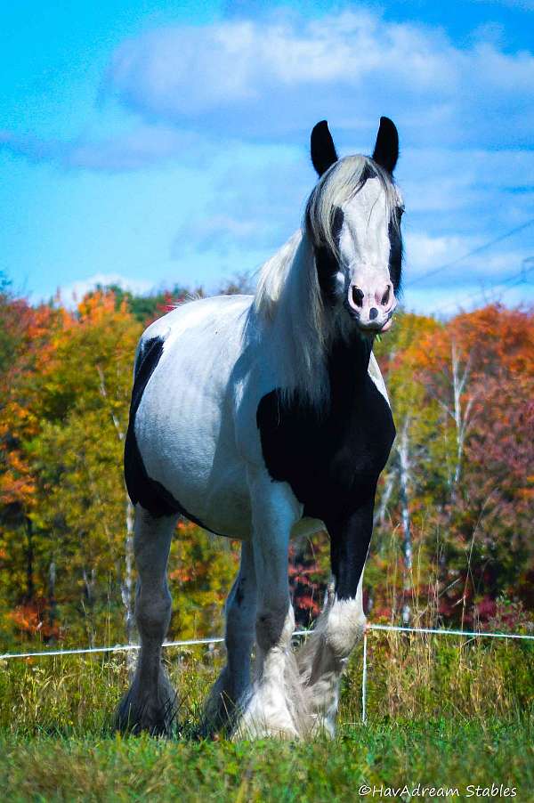 broodmare-drum-horse