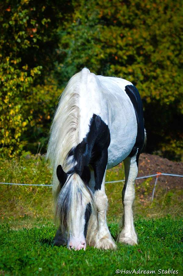easy-to-handle-drum-horse