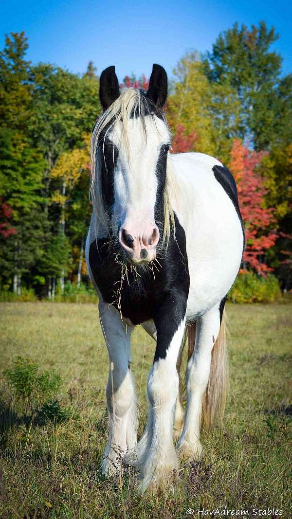 excellent-drum-horse
