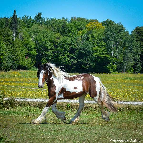 adults-drum-horse