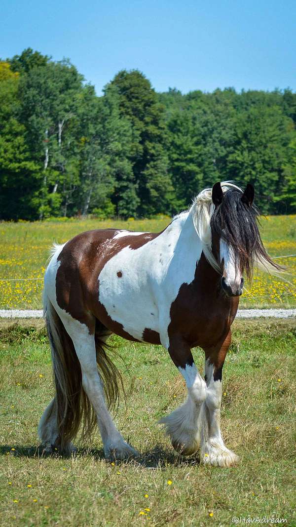 anyone-drum-horse