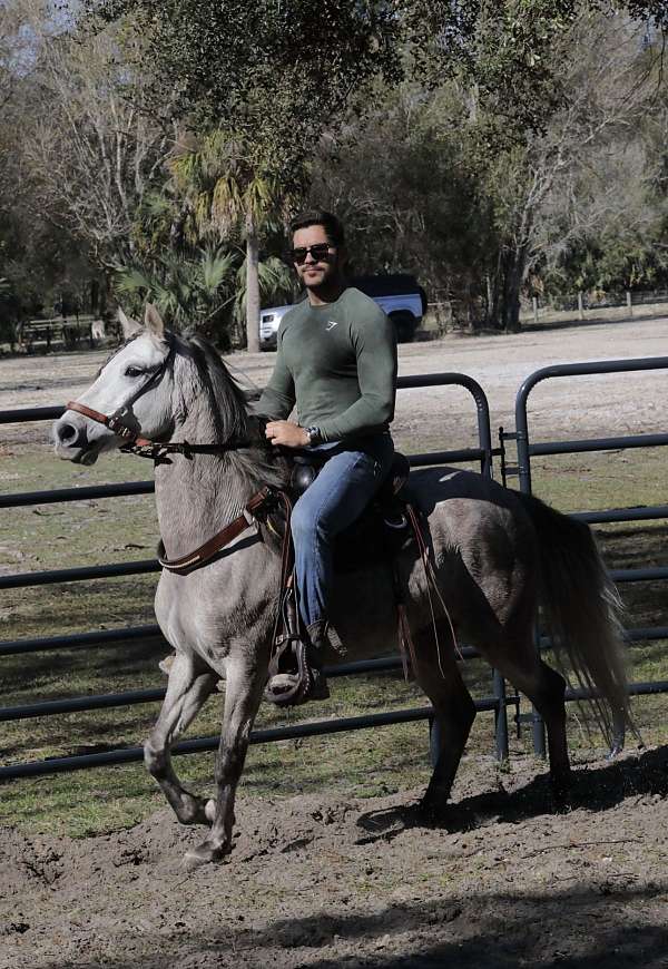 paso-fino-gelding