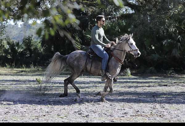 paso-fino-horse-for-sale