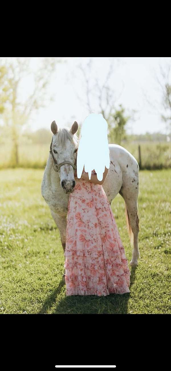 barrel-pole-poa-horse