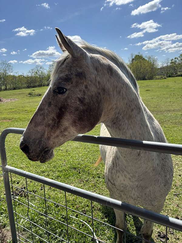 anything-poa-horse