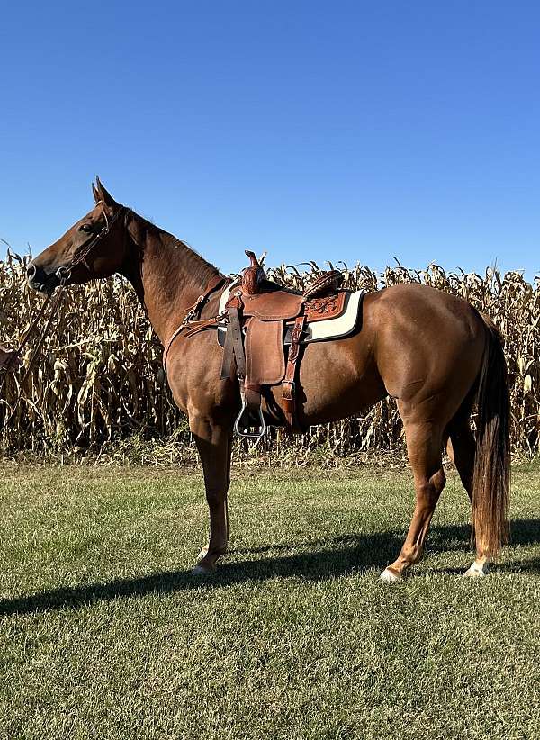 barrel-racing-appendix-horse