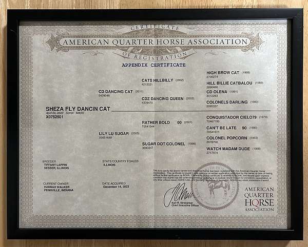 cutting-prospect-appendix-horse