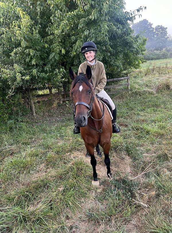 and-willing-cleveland-bay-horse