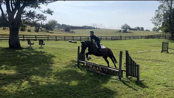 bay-gelding-cleveland-horse
