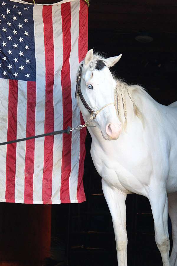 white-therapy-horse