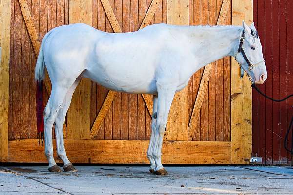 all-around-paint-horse