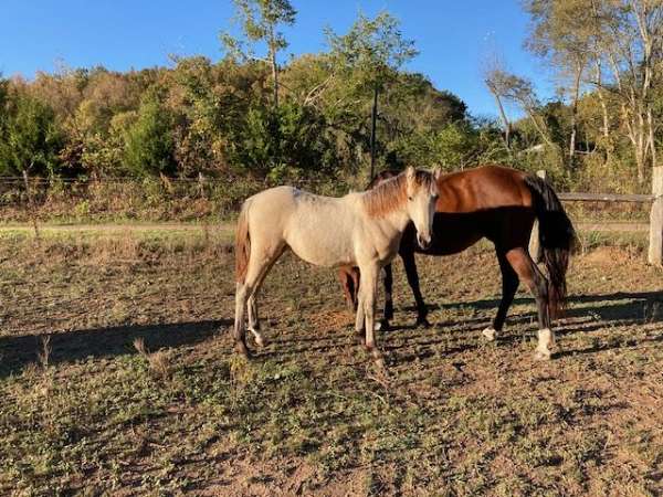 gait-filly