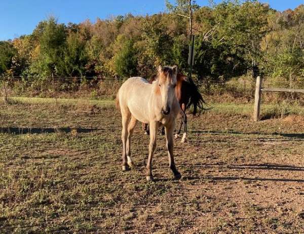 tn-walking-filly