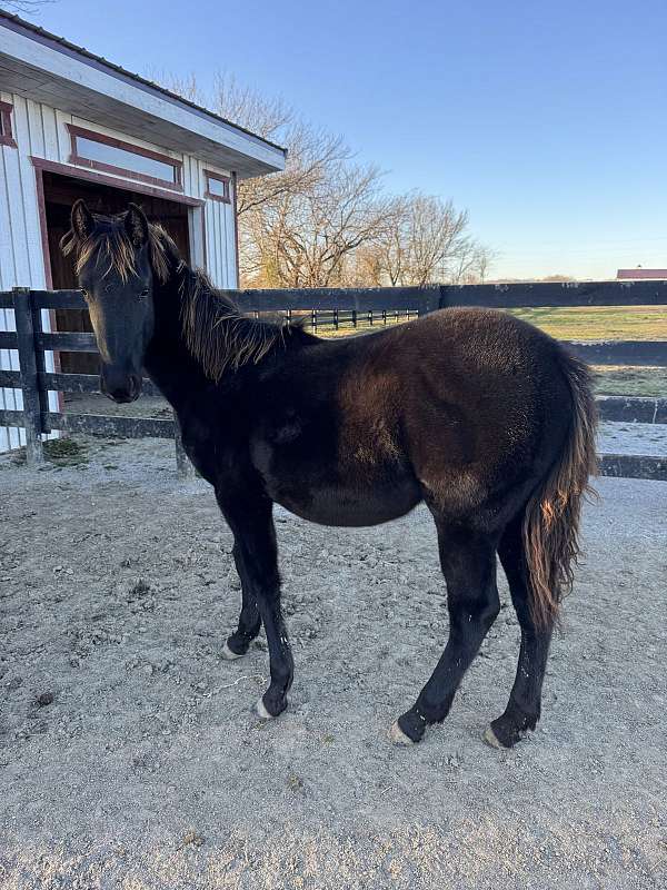 grade-friesian-horse