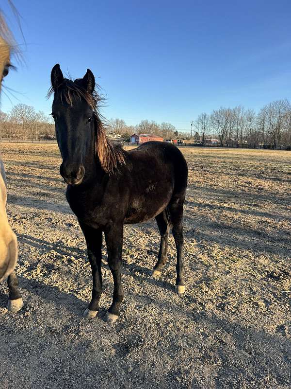 in-hand-friesian-horse