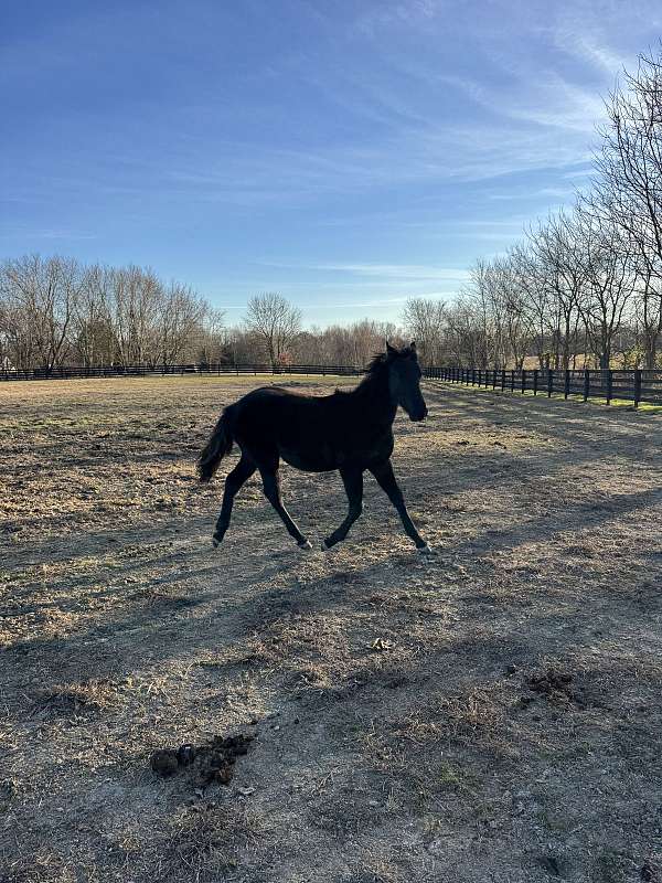 qh-cross-friesian-horse