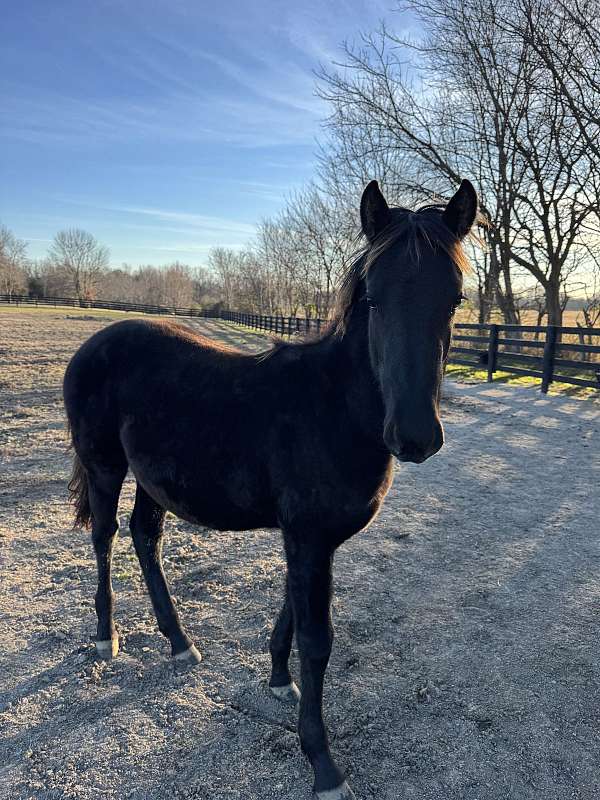 friesian-quarter-filly
