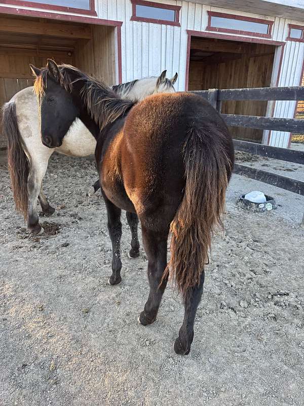 in-hand-filly