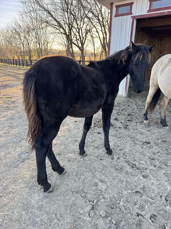 qh-cross-filly