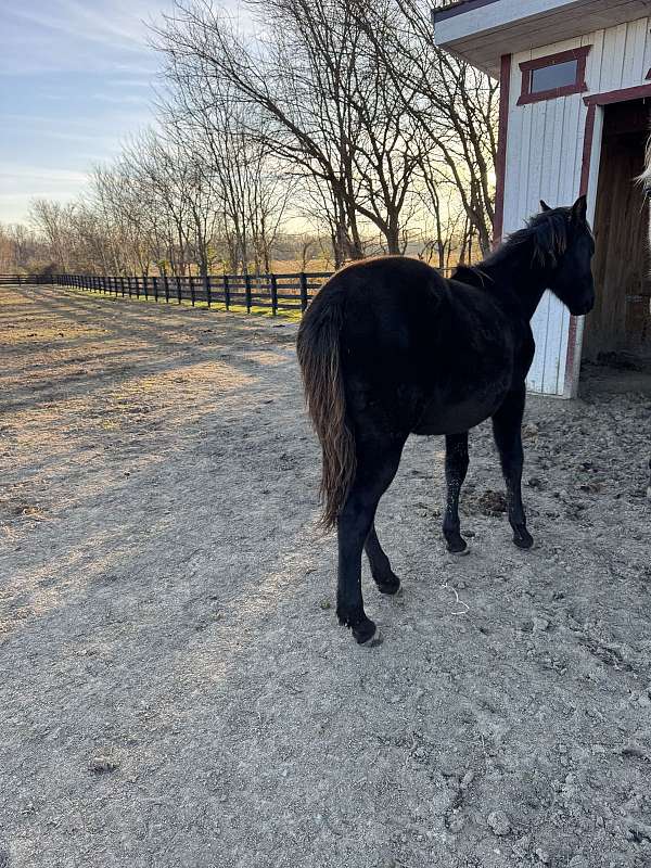 sired-filly