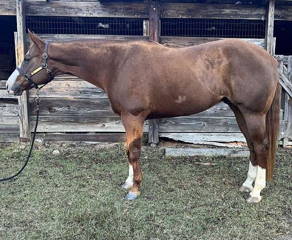 quarter-horse-gelding