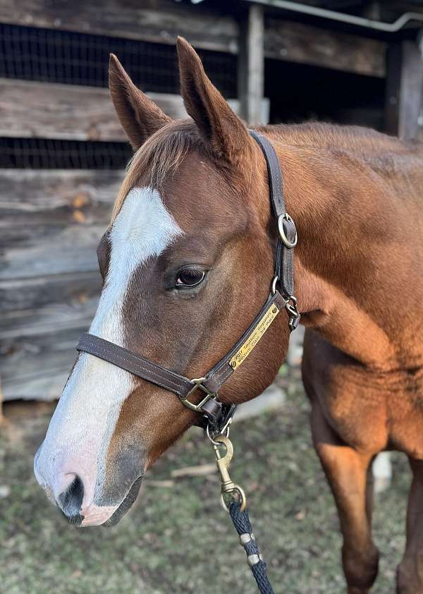 quarter-horse-for-sale