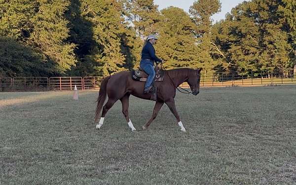 quarter-horse
