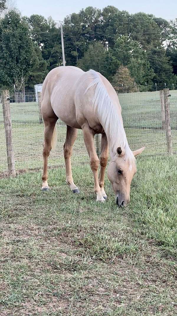 dunalino-natural-horsemanship-training-horse