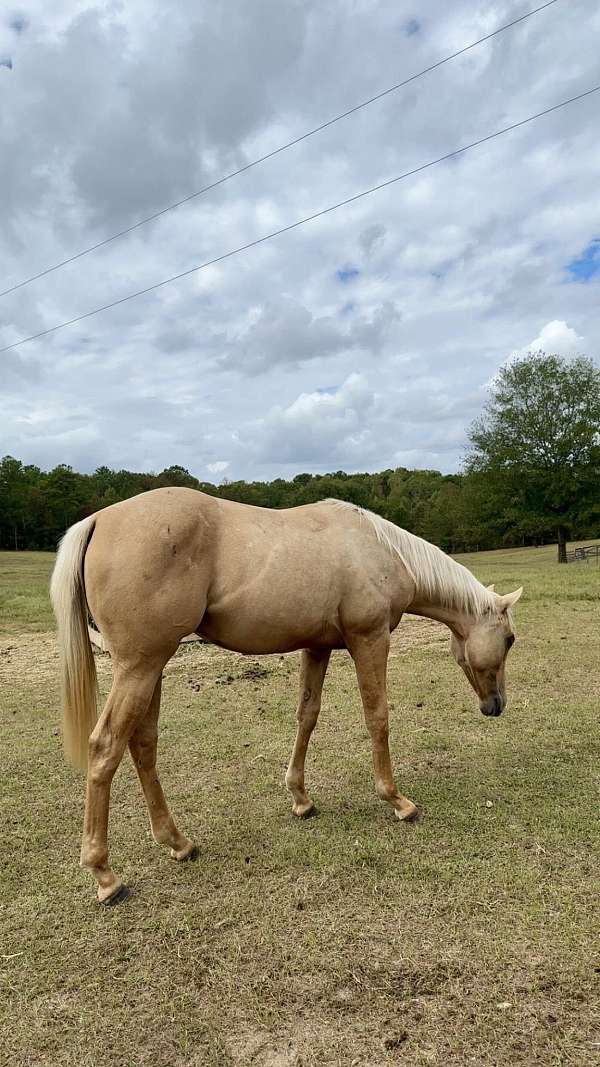dunalino-filly-for-sale