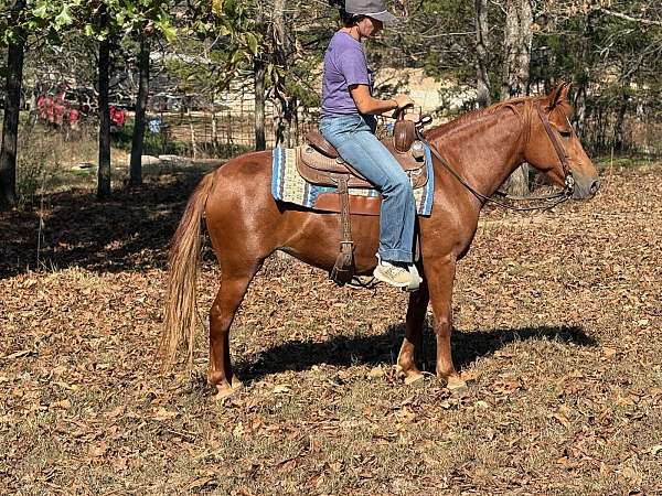 flashy-quarter-pony
