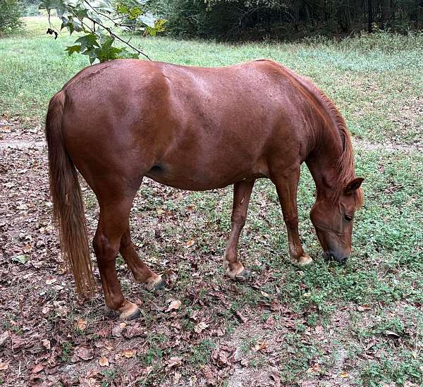 husband-safe-quarter-pony