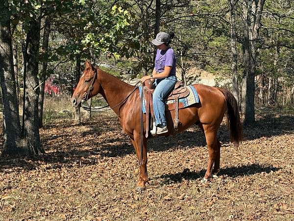 calf-roping-quarter-horse