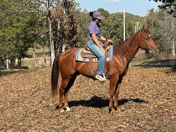 husband-safe-quarter-horse
