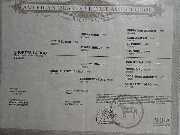 ridden-western-quarter-horse